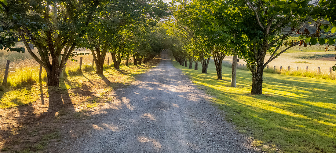 Driveway lined by trees